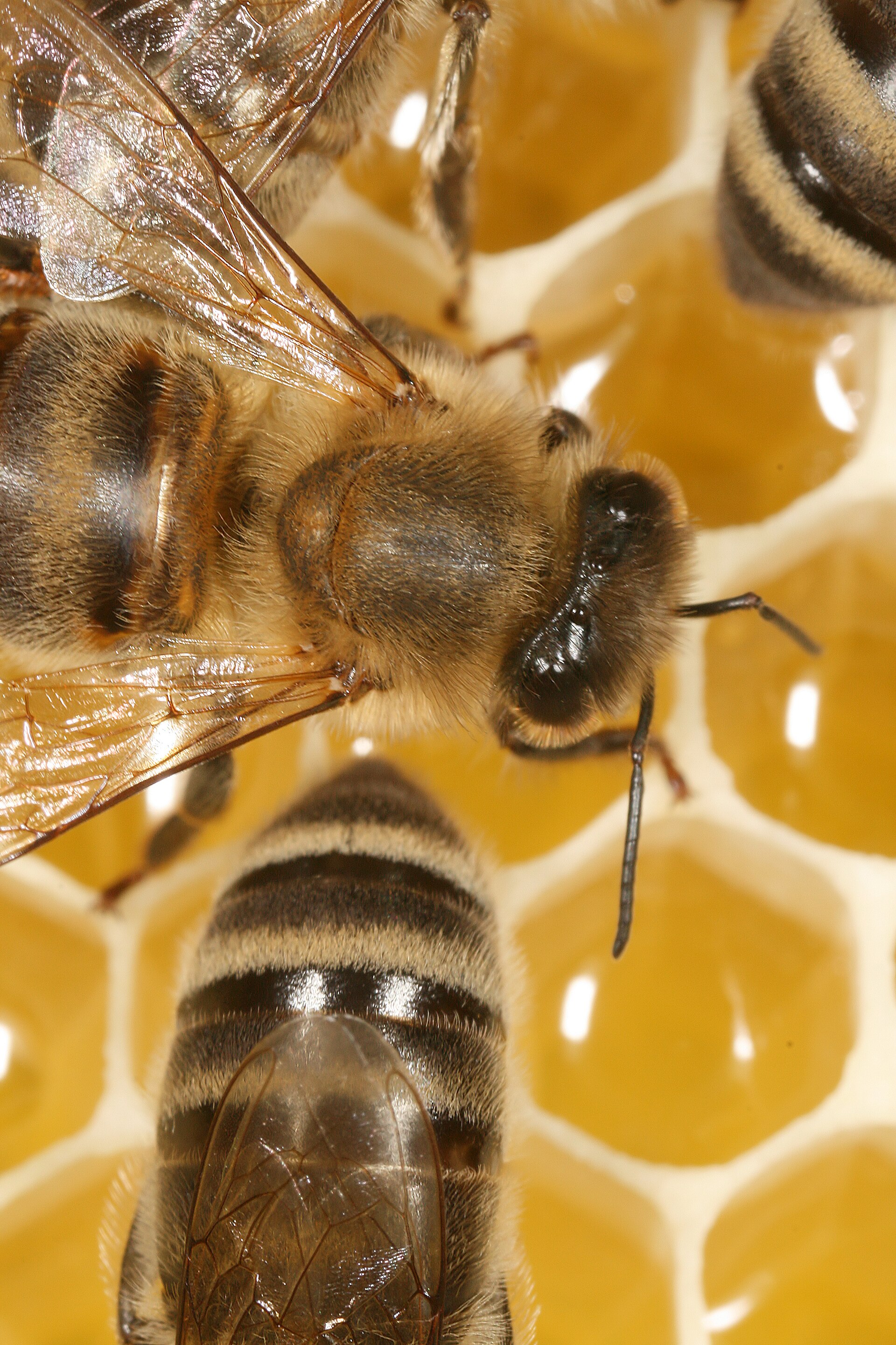 Beekeeper with hive